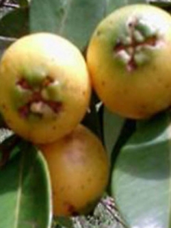 ฝรั่งสตรอเบอรี่เหลือง ฝรั่งเชอรี่สตรอเบอรี่ (Strawberry Cherry Guava) ผลสีเหลือง / 5 เม็ด (Portugal)