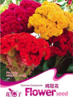 หงอนไก่ (Cockscomb) คละสี / ซอง 100 เม็ด (A064)