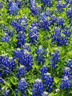 เท็กซัส บลูบอนเน็ต (Texas Bluebonnet) / 50 เม็ด (USA)