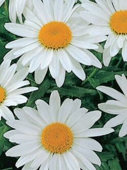 อลาสก้า แชสต้าเดซี่ (Alaska Shasta Daisy) / 200 เม็ด (USA)