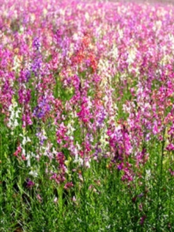 โทดแฟล็กซ์ (Toadflax / Baby Snapdragon) / 7,500 เม็ด (UK)