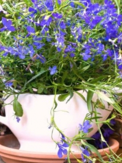 โลบีเลียเลื้อย - แซฟไฟร์ (Lobelia - Sapphire) สีน้ำเงิน / 6,400 เม็ด (Poland)