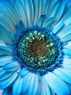 เยอบีร่า (Gerbera) สีฟ้า / 100 เม็ด