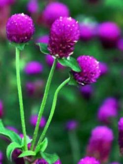 บานไม่รู้โรย (Globe Amaranth) / 50 เม็ด (นอก)
