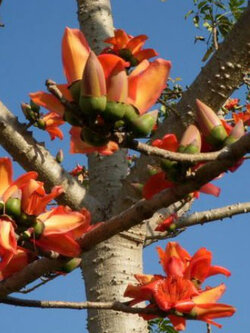 งิ้วแดง งิ้วป่า งิ้วปงแดง งิ้วหนาม / 10 เม็ด