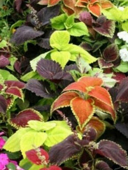 ฤาษีผสมแฟนซี (Coleus - Rainbow) คละ / 100 เม็ด (USA)*
