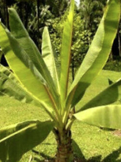 กล้วยเอธิโอเปีย (Ethiopian banana) / 5 เม็ด (UK) *