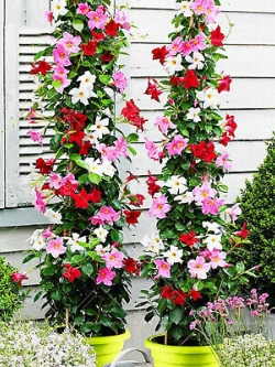 บานบุรี ต้นเตี้ย (Climbing Mandevilla Sanderi) คละสี / 50 เม็ด (นอก)