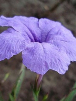 ต้อยติ่งฝรั่ง (Ruellia tuberosa) สีม่วง / 10 เม็ด)