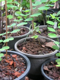 ต้นพญากาหลง กระถาง สูง 40-50 ซ.ม. / ต้น