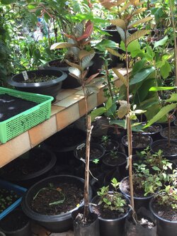 ต้นฝรั่งแดงทับทิมสยาม สูง 40-50 ซ.ม. / ต้น