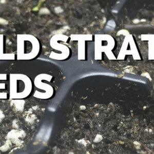 การเพาะเมล็ดพันธุ์แบบใช้ความเย็น (Cold stratification)