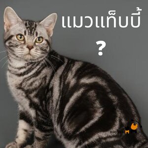 แมวแท็บบี้(tabby cat) คือแมวอะไร? ใช่แมวสลิดไหม? หน้าตาเป็นยังไง?