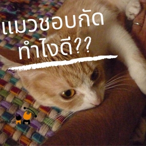 แมวชอบกัดทำยังไงดี?
