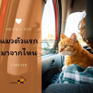 แมวมาจากไหน รู้แล้วอึ้ง!!!