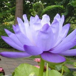 การเพาะเมล็ดพันธุ์บัวจิ๋ว